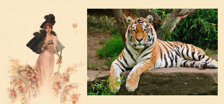Dama czy tygrys